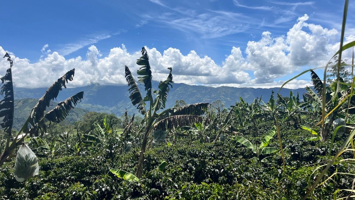 Coffee plantation with Andes in background