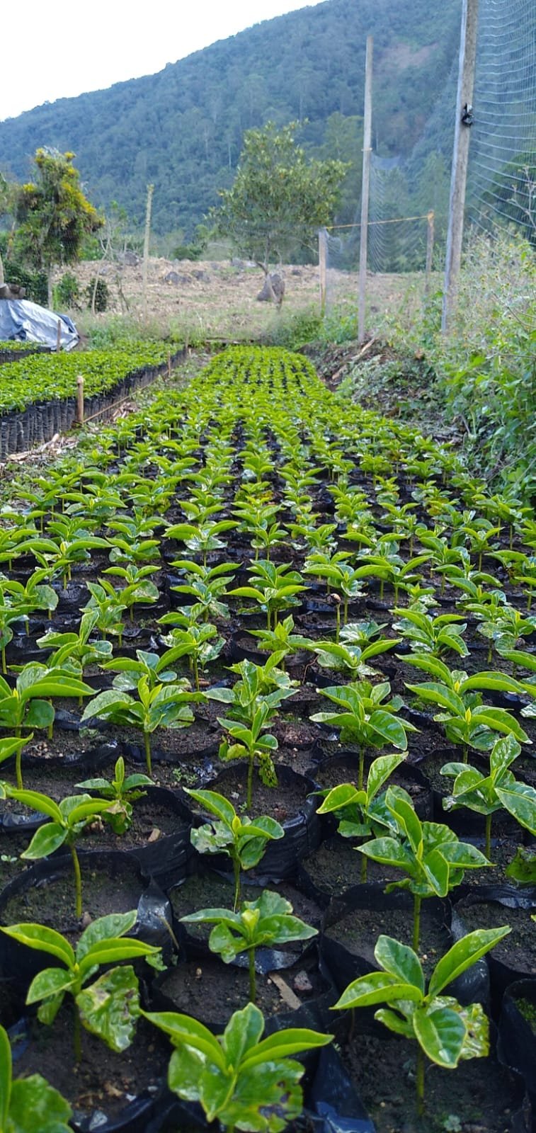 Coffee seedlings at 1,900m in Sandoná
