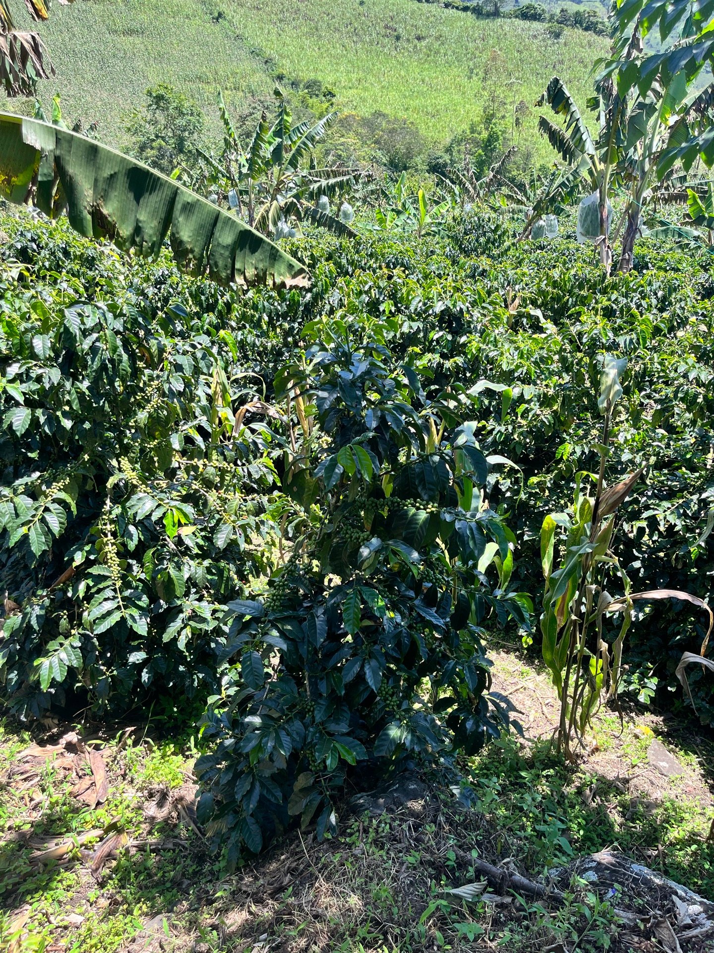 Plant