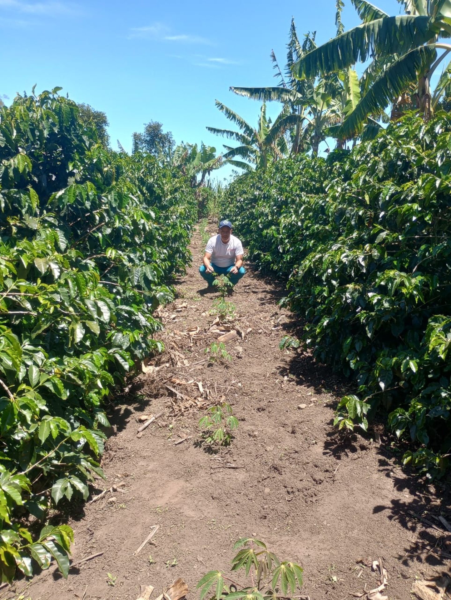 Harvest